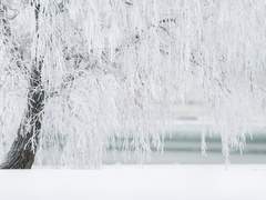 [망기무선] 玉雪開花