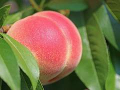 [망기무선] 절간에 복숭아 上