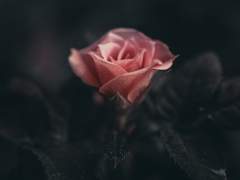 (우시세미)망각의 축복