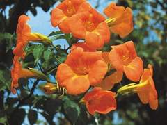 Farewell to my Dearest