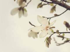 [에단매니] 목련