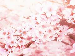 무상(無常)의 계절