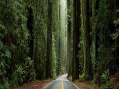 [원피스/상황문답]늑대인간(1)