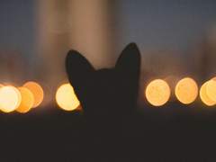 [나엠에세] A Summer Night