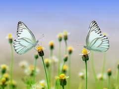 [약네랜 전력] A butterfly letter