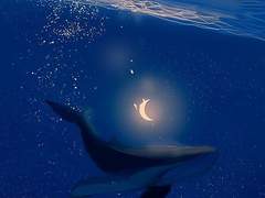 안녕, 나의 바다