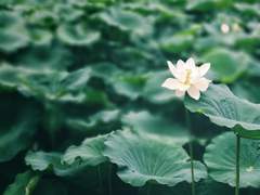 연향 - 뒷이야기