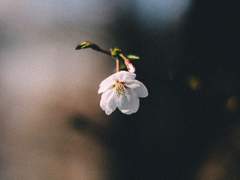 몽애 (夢愛, 꿈에)