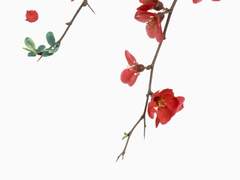 花 怪 ; 화괴 ‹1›