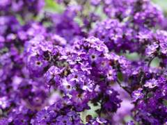 사랑이여, 영원하길