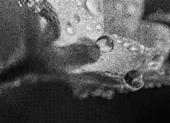 피었던 꽃은 다시 시들고