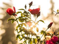 《 Eos P. Flandre 》