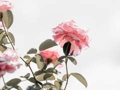 hoja flor de cerezo; 벚꽃잎