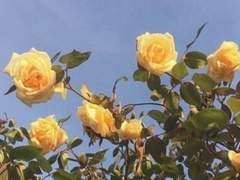 [카르오쿠] 소꿉친구