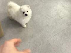 MENU - WINDOW - TIMELINE