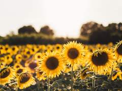 [단편/오도나루]무제.