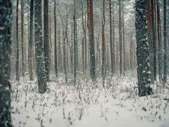 [로오히/라플라스] 가시나무의 숲
