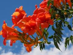 Trumpet Vine