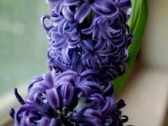 [로오히] 천사를 위하여