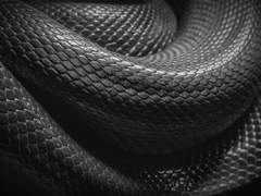 1-2 바실리스크의 허물