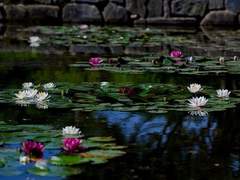 [마도조사/강염리+운몽쌍걸] 염리와 장난