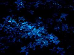 [소우여휘] 잃어버린 것을 위하여