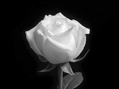 영원히 잊지 못할 너의 죽음에 대하여.