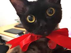 저희집 고양이 예쁜거 자랑하러 왔어요