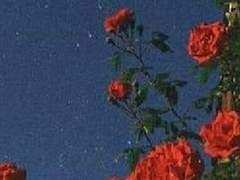 우리의 사랑은 숭고하여