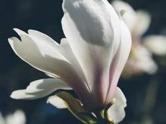 진혼 : 夏欗 (하란)