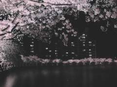 𝐁𝐥𝐨𝐬𝐬𝐨𝐦 : 𝐬𝐞𝐠𝐧𝐨