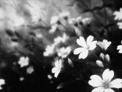 이야기꾼의 마지막을 장식하는 것