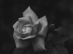 4. 잔잔한 호수를 바라보는 일.