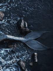 [백도] 도안의 인어