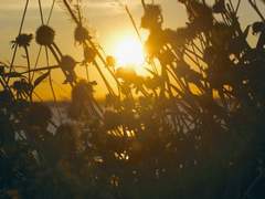 로스트 인 더 문라이트 00