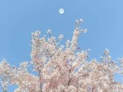 벚나무 아래서 02