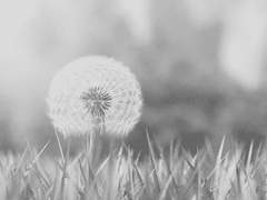 경국지색(傾國之色) - 01