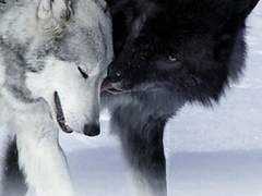 [제5 드림 하진]