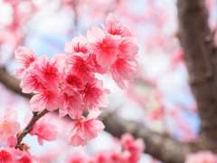 {안화여휘} 봄,봄,봄.