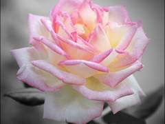 [농젤] 꽃과 벌이 그린 수채화