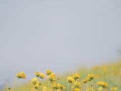 [히나른] 카라스노 단독 인터뷰!!