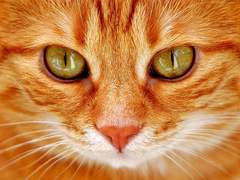 [현제유진] 세성에서 제일가는 통역사! 2편