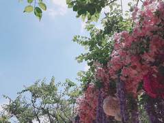 녹색의 그 아이를 봤어?