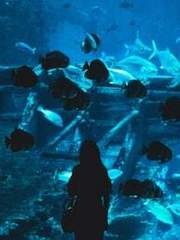 침몰 ; 파우스트