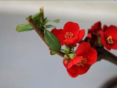 [바네조슈]Fragile