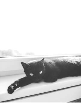 (완결) 호기심이 고양이를 죽인다