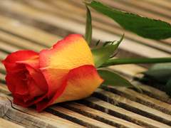 [레이디버그] 정말 사랑이었다.