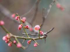 꽃이 피는 날에