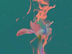 해리포터_불타는 꽃(Flaming Flower) 12