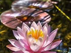 초하성개적수련 (初夏盛开的睡莲)